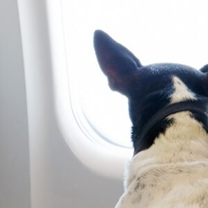 Swiss Air Lines Pet Policy